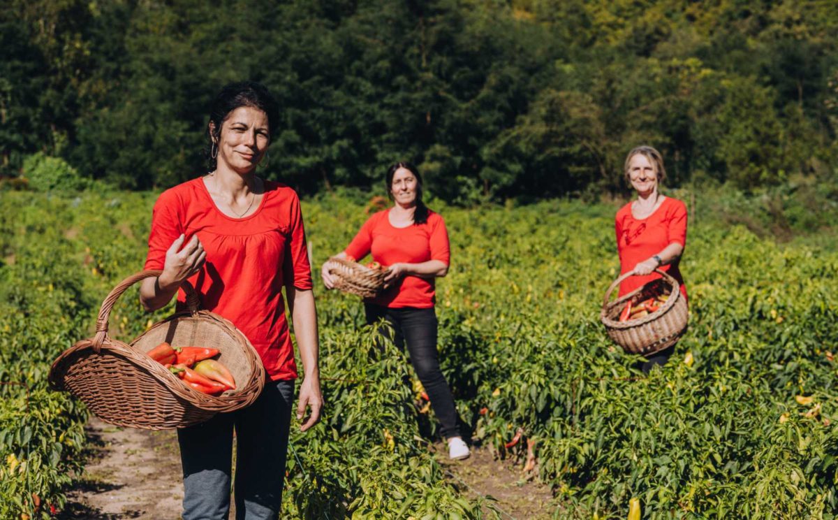 Frauen bei der Ernte von Biogemüse in Südserbien