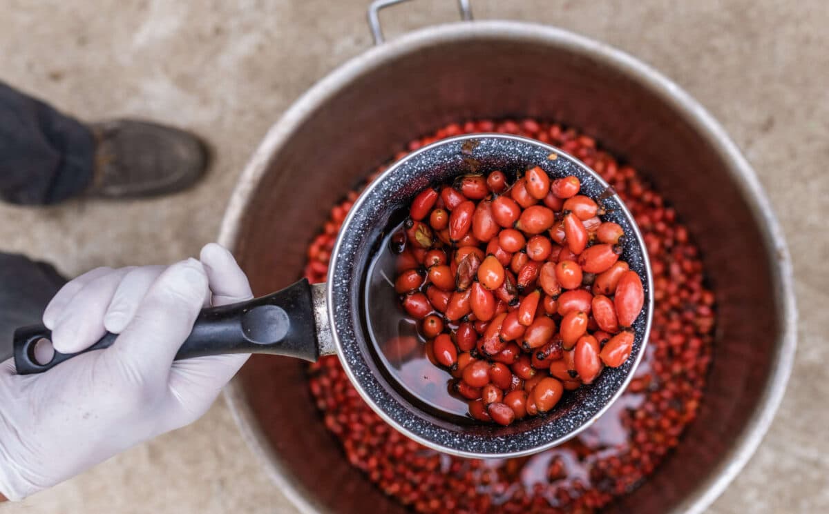 Bio Hagebutten, die nach der Ernte gewaschen werden, um daraus Bio Sipurak von BioBalkan zu machen